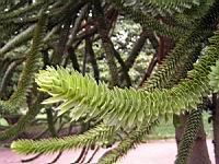 Araucaria Araucana (fam Coniferes) (Amerique du sud) (Photo F. Mrugala) (4)